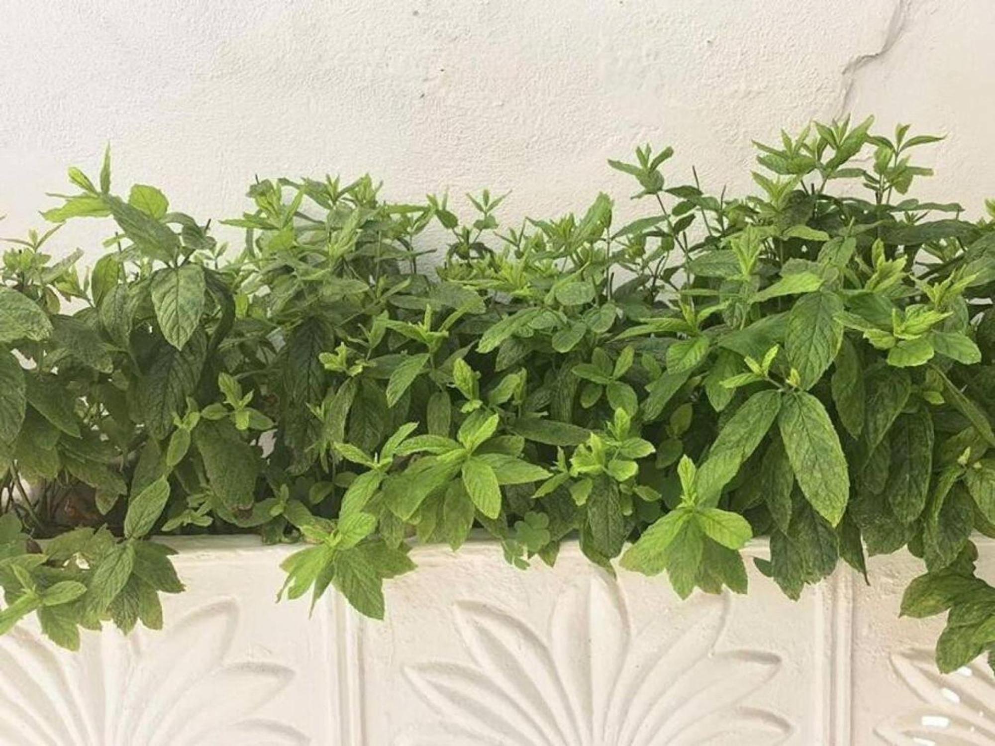 Dolce Vita - In The Heart Of Lefkada - Lefkada Bnb Екстериор снимка